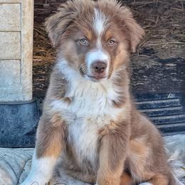 Peanut - Red tri male Miniature Australian Shepherd puppy in Olivehurst, California from McDaniel Aussies