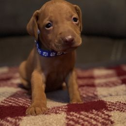 Male 2 - Golden rust male Vizsla puppy in Windsor, Maine from Pleasant Ridge