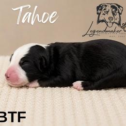 Tahoe - Black tri female Miniature American Shepherd puppy in Leitchfield, Kentucky from Legendmaker MAS