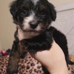 T-Bone - Black tri-color male Aussiedoodle puppy in Bakersfield, California from Puppy by Design