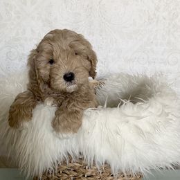 Goldendoodle Puppies from Serene Canyon Doodles