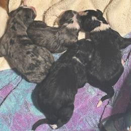 Barriss - Tri-color female Bernedoodle puppy in Springfield, Missouri from Doodle Dandy Bernedoodles
