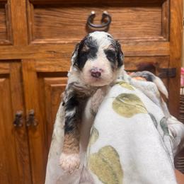 Jasper - Merle male Bernedoodle puppy in Carmichaels, Pennsylvania from JensenBelle Doodles