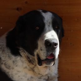 Bars - Central Asian Shepherd Dog