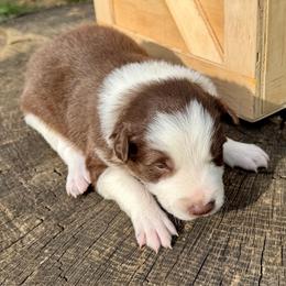 Banjo - White and red male Border Collie puppy in Rickman, Tennessee from Roaring River Border Collies