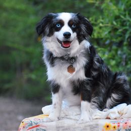 Kassidy - Toy Australian Shepherd