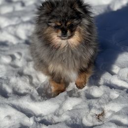 Pomeranian Puppies from BackRoad Pomeranians
