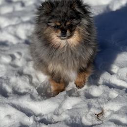Pomeranian Puppies from BackRoad Pomeranians