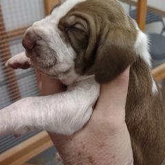Serena's boy B - White and chestnut male Bracco Italiano puppy in Albion, Michigan from Bracco Dynasty