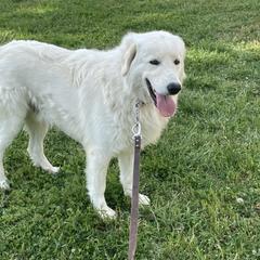 Maremma Sheepdog All Grown Up from Wild at Farm