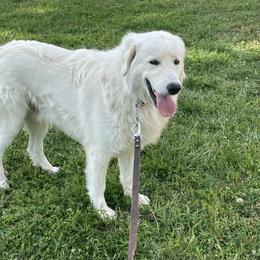 Maremma Sheepdog All Grown Up from Wild at Farm
