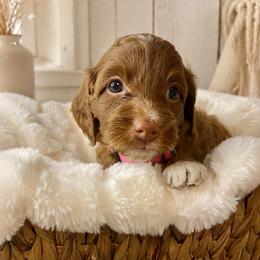 Star - Pink Collar - Red  female Goldendoodle puppy in Huntsville, Alabama from Falcon Ridge Doodles