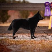 Schipperkes from Seaimpini Schipperkes