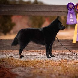 Schipperkes from Seaimpini Schipperkes