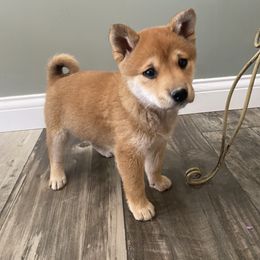 Shiba Inu Puppies from Happy Tails Shiba Inus
