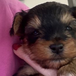 Yorkshire Terriers from Yorkies On The Side