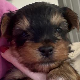 Yorkshire Terriers from Yorkies On The Side