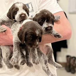 Wirehaired Pointing Griffons from Star Valley Griffs