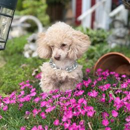 Poodle puppies from SilverLining highlands and hounds