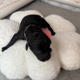 Boy 4 - Black male Poodle puppy in Longview, Washington from Evergreen Miniature Poodles