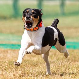Hubble - Rat Terrier