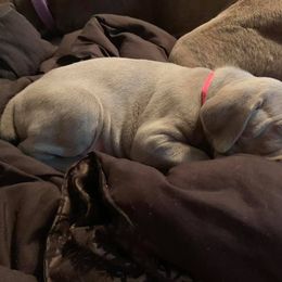 Weimaraner Puppies from Always Faithful Weimaraners