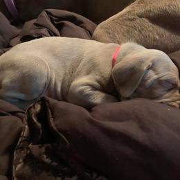 Weimaraner Puppies from Always Faithful Weimaraners
