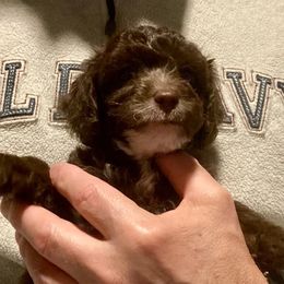 Honey (Blue) - Chocolate female Yorkipoo puppy in Martin, Tennessee from Danza Bolo