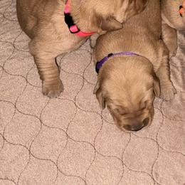 Girl 2 - Golden female Golden Retriever puppy in Albany, Georgia from Sassafras Goldens