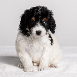 Susan - Tri-color female Bernedoodle puppy in Slc, Utah from Timp Doodles