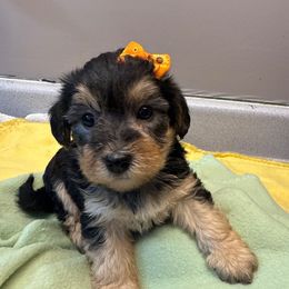 Krestin - Black and gold female Yorkipoo puppy in Independence, Kentucky from 4paws4ever by Design