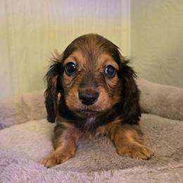 (Herbie) AKA Ducky - Red male Dachshund puppy in Windom, Minnesota from Aster Creek Dachshunds