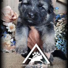 Canyon - Black and tan male German Shepherd puppy in Sequim, Washington from German Shepherd Haus