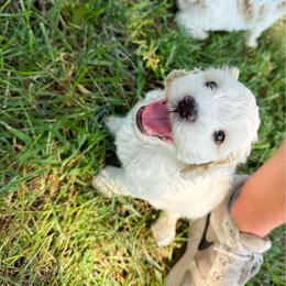 Swiss - Cream male Australian Labradoodle puppy in Wamego, Kansas from Doodles of Oz