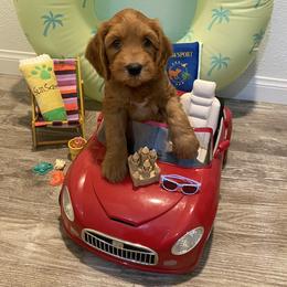 Australian Labradoodle Puppies from Little Kingdom Doodles