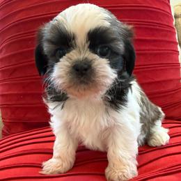 AKC - Daisy Champion Bloodline - Tricolor female Shih Tzu puppy in Long Beach, California from Prieto Shih-Tzu's