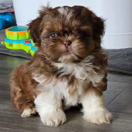 Ozzy - Chocolate male Shih Tzu puppy in Filer, Idaho from Shih Tzu Kennels