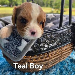Teal Boy - Blenheim male Cavalier King Charles Spaniel puppy in Forest Lake, Minnesota from Northern Lights Goldens