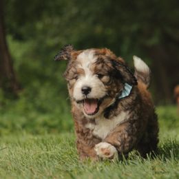 Bernedoodle Puppies from Bernedoodles of the Ozarks