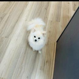 Venice - Cream female Pomeranian puppy in Phoenix, Arizona from Luxpomz