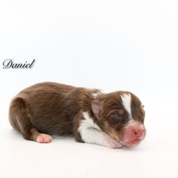 Daniel - Red tri-color male Australian Shepherd puppy in Coldwater, Michigan from Northern Star Australian Shepherds