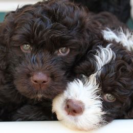 Portuguese Water Dog Puppies from NORTH SHORE PWD's