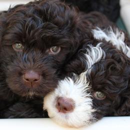 Portuguese Water Dog Puppies from NORTH SHORE PWD's