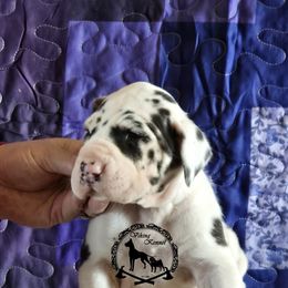 Amelie - Harlequin female Great Dane puppy in Cheyenne, Wyoming from Viking Kennel