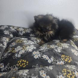 Iron Man - Wolf sable male Pomeranian puppy in Texas from Ruby's Poms