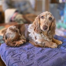 Kevin - Dapple male Dachshund puppy in Ethel, Washington from Mickey's Miracle Doxies