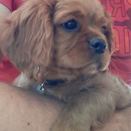Cavalier King Charles Spaniel Puppies from Wasteland Cavaliers
