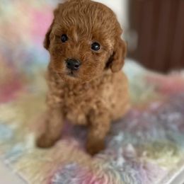 Maple - Red female Maltipoo puppy in San Diego, California from Maltipoos SD