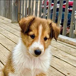 Hudson - male Scottish Collie puppy in Newcastle, Wyoming from Wykota 7K Scottish Collies