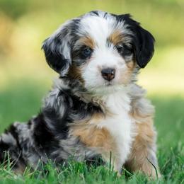 Sunshine - female Australian Mountain Doodle puppy in Cortez, Colorado from Sassy Pants Pups